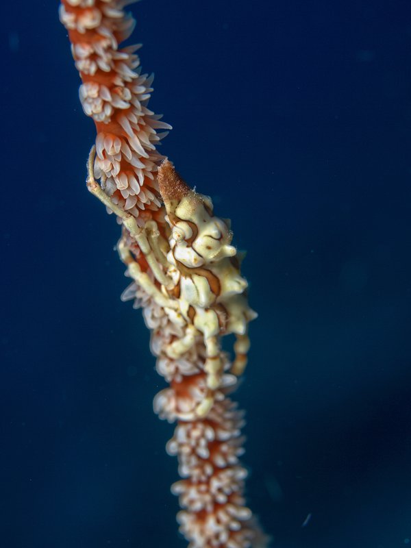Spider Crab, Trawangan Slope